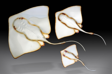 gallery/95493104-2e75-4181-b84a-de991d2f8b77